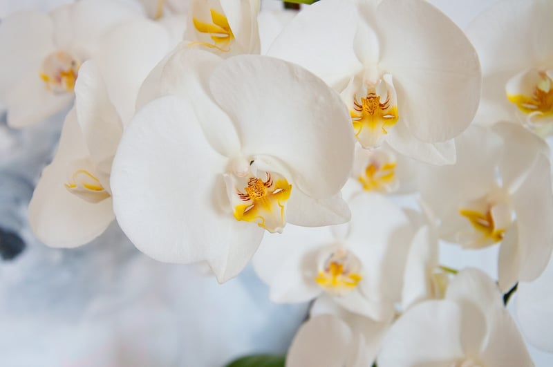 Orchid Elegance Centerpiece